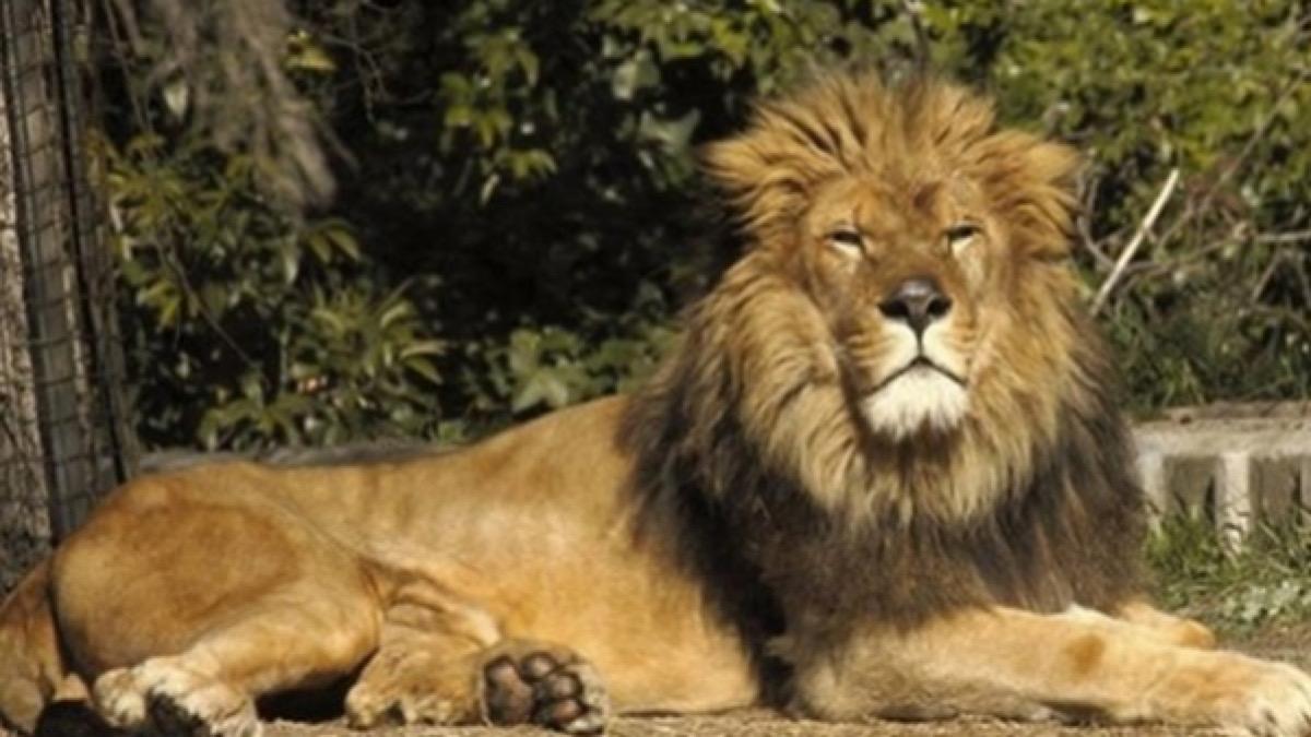 Moroccan lion