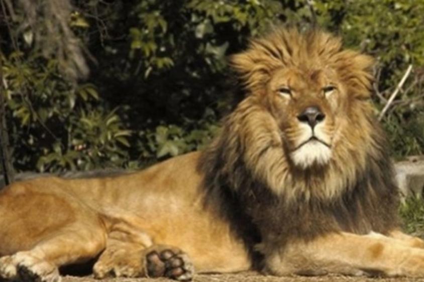 Moroccan lion